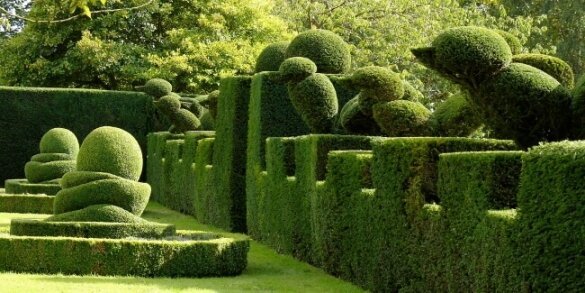 shaped hedges