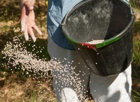 What fertilizer must always be applied to the soil in the fall