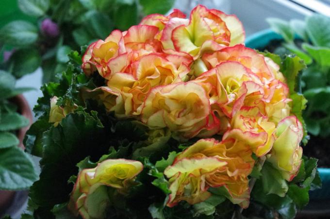 For example, because my begonia blossom, which I tried out this folk remedy