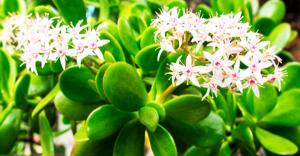 How to make a money tree blossom. professional advice