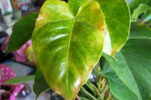 Anthurium leaf disease. How to save a beautiful plant