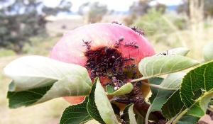 How do I get rid of garden ants on apple trees and bushes.