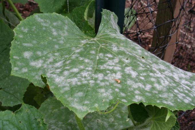 In the photo - a typical pattern with powdery mildew. Photo from the Internet