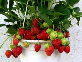 How to collect the strawberries on the windowsill all year round 🍓