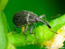 How to get rid of the weevils in strawberries