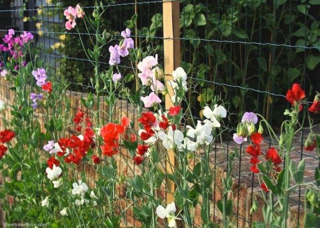 Colorful whip of sweet peas