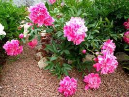 6 basis of the successful cultivation of peonies in the garden
