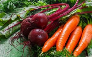 When to harvest from the garden beets and carrots, and how to do it correctly