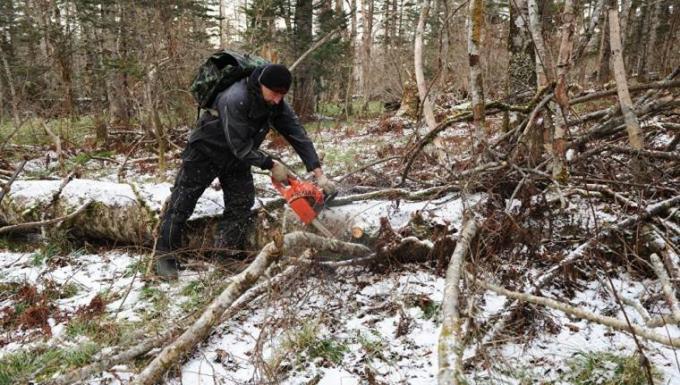 fallen tree chainsaw Processing