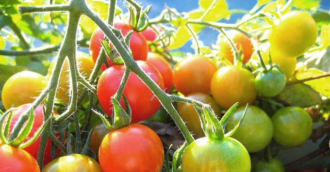 Ripening tomatoes: Photo from the Internet