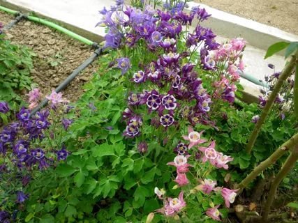 Abundant flowering - one of the advantages of the catchment. Although one flower lives for about a week, because of the large number of fragrant buds bush always - to replace one color come others.