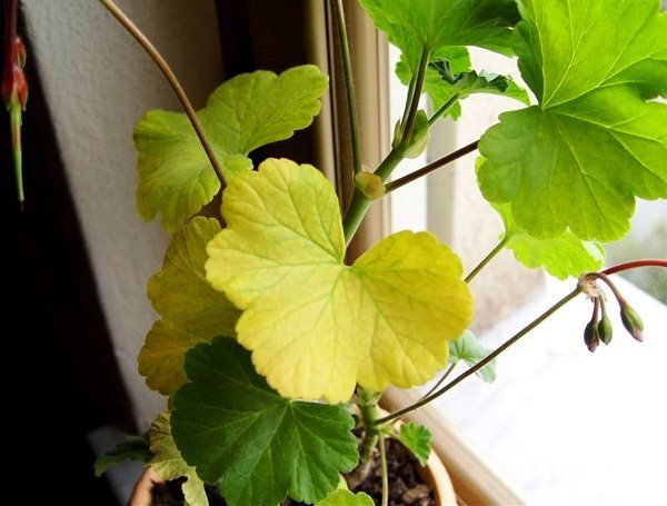 Geranium leaves turn yellow for several reasons. We will understand them!