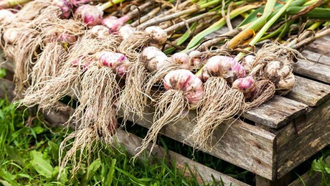 Photo crop of garlic (from the Internet) 