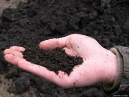 Does it make sense to import and use the black soil on the dacha
