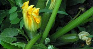 ❗ Zucchini in the garden will grow faster. Simple Tips: Care and feeding in July and August