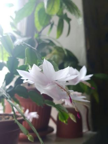 So my white-pink Decembrist bloomed last year