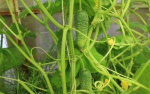 Saving cucumbers from yellowing: correct agricultural