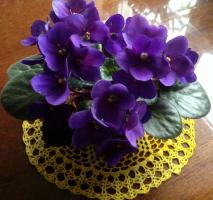 The feed Violets before the New Year, so in 2020 to enjoy a luxurious flowering