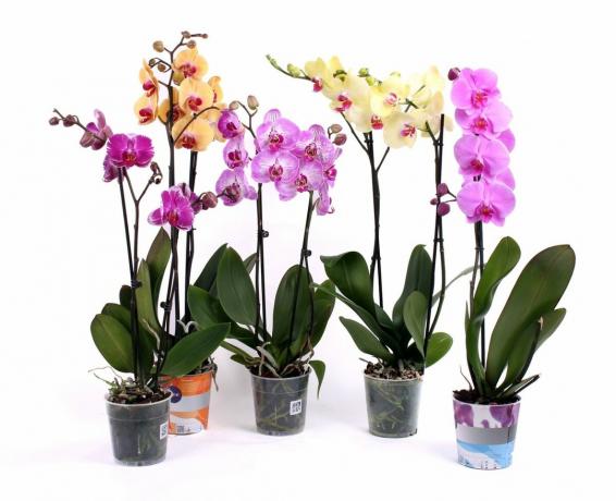 Phalaenopsis after purchase - a beautiful sight. Till...