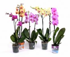 3 correct ways to ruin your phalaenopsis