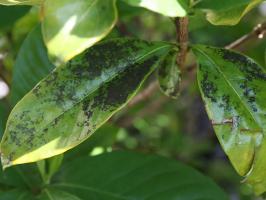 Spots on leaves gardenia. We are struggling with the problem correctly