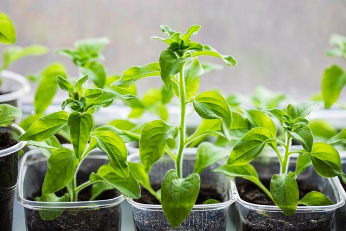 You can use the handy tools for growing seedlings