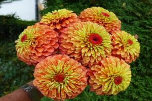 How to plant zinnias, to achieve a lush flowering.
