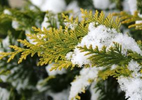 Winter breeding of conifers from cuttings