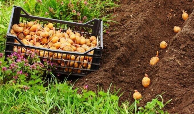 Who will be fined for planting potatoes personal? | ZikZak