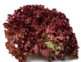 Lettuce: benefit and harm, how to keep the winter