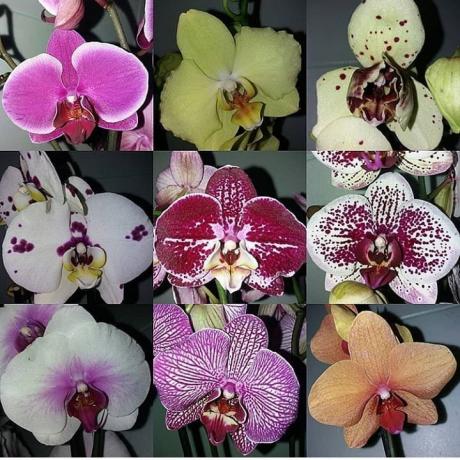 The variety of Phalaenopsis