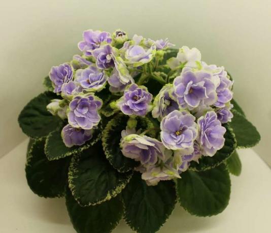 There are tens of thousands of varieties of violets. My personal favorite - variegated cultivar Buckeye Sedustress selection P. Hancock