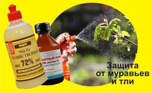 How to get rid of the ants and aphids on the site for all 3 proven ways