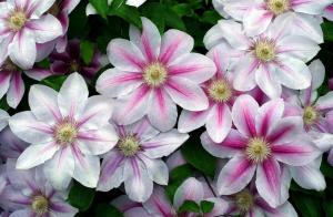 Clematis for the beginner: Top 5 rules of success!
