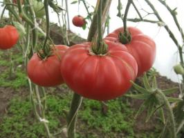 Famous Minusinsk tomato. Varieties that are time tested