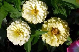 Zinnia - beautiful flowers in your yard!