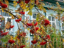 Oh, Mother Russia: 6 plants for the garden with the national colors