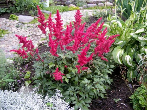 Luxury blooming Astilbe (Photo from Internet)