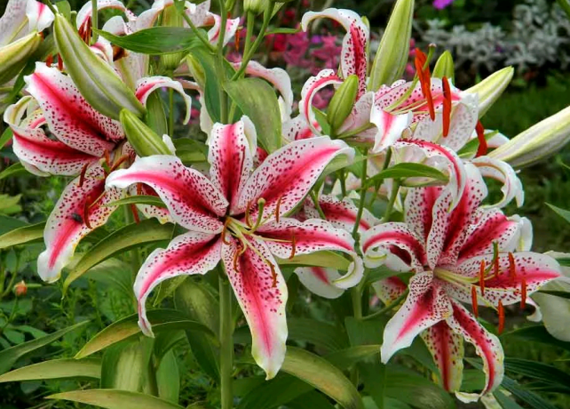 The beauty of lilies. Photo: seattlehelpers.org