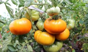 5 varieties of tomatoes for "lazy" (Part 2)