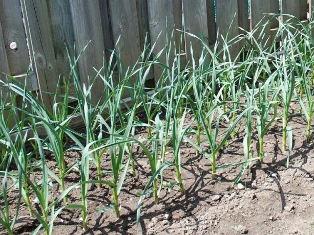On a sunny location grows the largest garlic