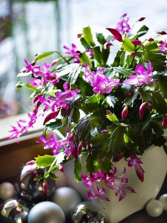 One of the popular names given to indoor plants for flowering time - "Christmas cactus", or simply "Rozhdestvennik"