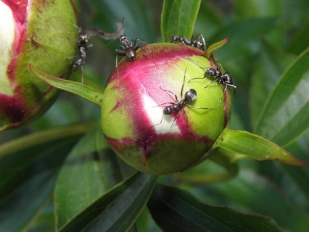 Why ants are so fond of peony? The answer is simple: they regale the sweet nectar. This is a photo and then taken from the internet