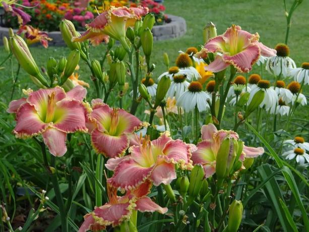 Look for well-chosen color scheme: yellow, pink daylily with flirty overflowing made a pair of snow-white echinacea. Or is it him?