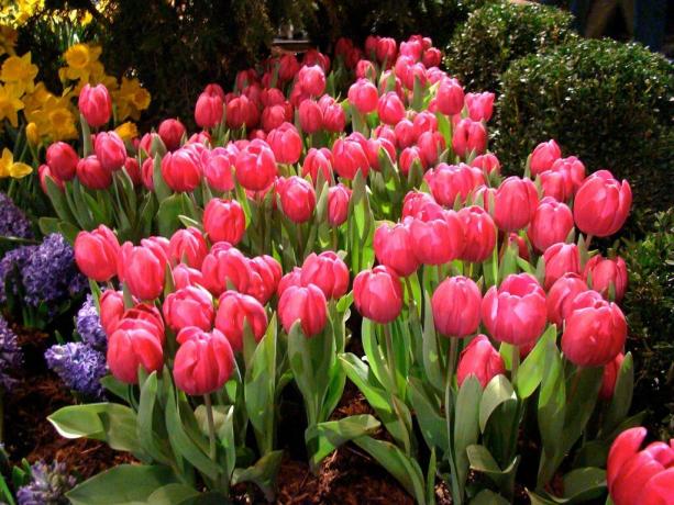 Tulips care and care needs no less than the other plants in the garden