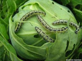 If caterpillars want to eat your cabbage, consider these tips!