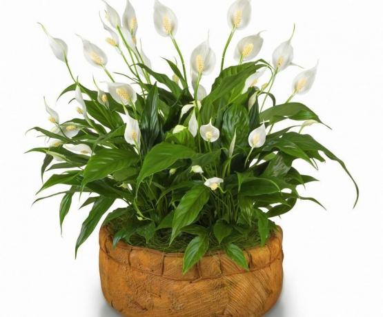 For example, a beautiful Spathiphyllum due to the inclusion of heating may "dry up" all their leaves. Illustrations of the material taken from the Internet