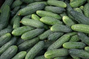 Varieties of cucumbers, which are checked and praise subscribers