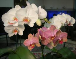 Reproduction of orchids at home: 3 best ways of working