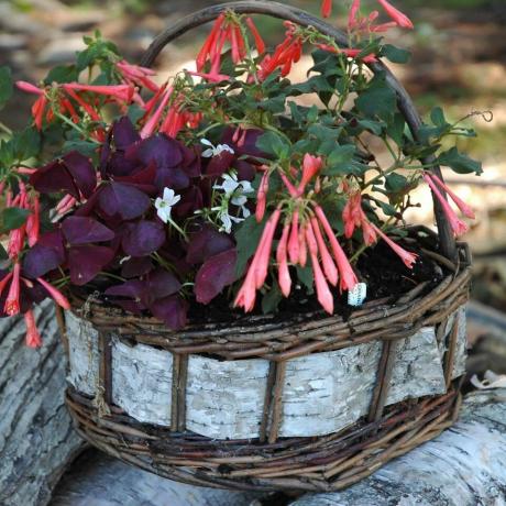 Basket of happiness (they say it brings oxalis)